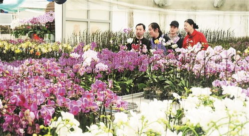 花卉俏銷的背后 消費升級與生活美學的雙重奏